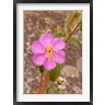 Roy Schwarz / Danita Delimont - Africa; Malawi; Mt Mulanje; Pink flower on Mt. Mulanje (R789276-AEAEAGOFDM)