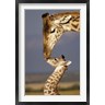 Marilyn Parver / Danita Delimont - Giraffe, Masai Mara, Kenya (R789315-AEAEAGOFDM)