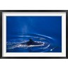 Paul Souders / Danita Delimont - Antarctic Minke Whale, Boothe Island, Lemaire Channel, Antarctica (R789320-AEAEAGOFDM)