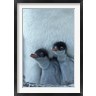 Paul Souders / Danita Delimont - Gentoo Penguin Chicks, Port Lockroy, Wiencke Island, Antarctica (R789327-AEAEAGOFDM)