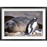 Paul Souders / Danita Delimont - Gentoo Penguin's Nest By Elephant Seals, Hannah Point, Livingston Island, Antarctica (R789361-AEAEAGOFDM)