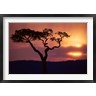 Paul Souders / Danita Delimont - Acacia Tree as Storm Clears, Masai Mara Game Reserve, Kenya (R789375-AEAEAGOFDM)