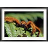 Daisy Gilardini / Danita Delimont - Close-up of Tarantula on Fern, Madagascar (R789420-AEAEAGOFDM)