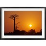 Daisy Gilardini / Danita Delimont - Baobab Avenue at Sunset, Madagascar (R789433-AEAEAGOFDM)
