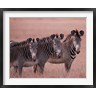 Dee Ann Pederson / Danita Delimont - Grevy's Zebra, Masai Mara, Kenya (R789491-AEAEAGOFDM)