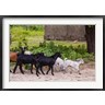 Alida Latham / Danita Delimont - Africa, Mozambique, Ibo Island, Quirimbas NP. Goats running down path. (R789520-AEAEAGOFDM)