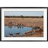 Kymri Wilt / Danita Delimont - Africa, Namibia, Etosha. Black Faced Impala in Etosha NP. (R789523-AEAEAGOFDM)