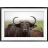 Martin Zwick / Danita Delimont - African Buffalo wildlife, Uganda (R789524-AEAEAGOFDM)
