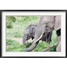 Martin Zwick / Danita Delimont - African bush elephant calf eating in Maasai Mara, Kenya (R789525-AEAEAGOFDM)