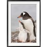 Jaynes Gallery / Danita Delimont - Antarctica, Aitcho Island. Gentoo penguin chick (R789534-AEAEAGOFDM)
