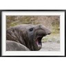 Jaynes Gallery / Danita Delimont - Antarctica, St. Andrews Bay, Southern Elephant Seal (R789537-AEAEAGOFDM)