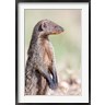 Martin Zwick / Danita Delimont - Banded Mongoose, Maasai Mara, Kenya (R789540-AEAEAGOFDM)