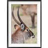 Martin Zwick / Danita Delimont - Defassa Waterbuck, Maasai Mara, Kenya (R789579-AEAEAGOFDM)