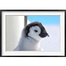 Keren Su / Danita Delimont - Chick Emperor Penguin, Antarctica (R789587-AEAEAGOFDM)