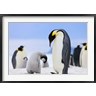 Keren Su / Danita Delimont - Emperor Penguins, Antarctica (R789588-AEAEAGOFDM)
