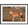 Martin Zwick / Danita Delimont - Ethiopian Wolf, Bale Mountains Park, Ethiopia (R789595-AEAEAGOFDM)