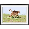 Martin Zwick / Danita Delimont - Gelada, Gelada Baboon primate, Ethiopia (R789612-AEAEAGOFDM)