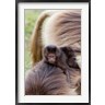 Martin Zwick / Danita Delimont - Baby Gelada Baboon primate, Ethiopia (R789613-AEAEAGOFDM)