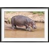 Martin Zwick / Danita Delimont - Hippopotamus pod relaxing, Mara River, Maasai Mara, Kenya, Africa (R789631-AEAEAGOFDM)