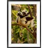 Pete Oxford / Danita Delimont - Coquerel's sifakas, primate, deciduous forest MADAGASCAR (R789635-AEAEAGOFDM)