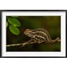Pete Oxford / Danita Delimont - Campan's chameleon lizard, Madagascar (R789639-AEAEAGOFDM)