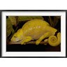 Pete Oxford / Danita Delimont - Globular Chameleon, Lizards, Madagascar (R789640-AEAEAGOFDM)
