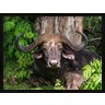 Martin Zwick / Danita Delimont - African Buffalo, Aberdare National Park, Kenya (R789671-AEAAAAHAGE)