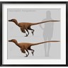 Christian Masnaghetti/Stocktrek Images - Size comparison of Velociraptor mongoliensis to a human (R790188-AEAEAGOFDM)
