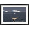 Steve Kazlowski / Danita Delimont - Humpback whale, Western Antarctic Peninsula (R790428-AEAEAGOFDM)