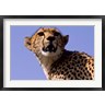 Alison Jones / Danita Delimont - Kenya, Masai Mara National Reserve. Female Cheetah (R790459-AEAEAGOFDM)