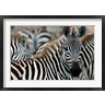 Alison Jones / Danita Delimont - Kenya: Masai Mara Game Reserve, Burchell's zebra (R790460-AEAEAGOFDM)