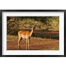 Jagdeep Rajput / Danita Delimont - Impala, Maasai Mara Wildlife Reserve, Kenya (R790612-AEAEAGOFDM)