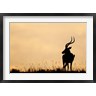 Jaynes Gallery / Danita Delimont - Impala With Oxpecker Bird, Nakuru National Park, Kenya (R790674-AEAEAGOFDM)