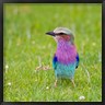 Ralph H. Bendjebar / Danita Delimont - Kenya. Lilac-breasted Roller bird, Lake Naivasha (R790883-AEAAAAGADM)