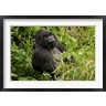 Joe & Mary Ann McDonald / Danita Delimont - Mountain Gorilla, Volcanoes National Park, Rwanda (R790913-AEAEAGOFDM)