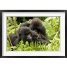 Joe & Mary Ann McDonald / Danita Delimont - Pair of Gorillas, Volcanoes National Park, Rwanda (R790917-AEAEAGOFDM)
