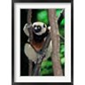 Connie Bransilver / Danita Delimont - Propithecus sifaka lemur, Madagascar (R791010-AEAEAGOFDM)