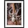 Paul Souders / Danita Delimont - Namibia, Etosha National Park, Spider feeding on moth (R791031-AEAEAGOFDM)