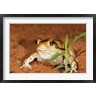 Maresa Pryor / Danita Delimont - Red Toad, Mkuze Game Reserve, South Africa (R791055-AEAEAGOFDM)