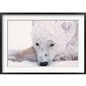 Dee Ann Pederson / Danita Delimont - Polar Bear on Hudson Bay, Churchill, Manitoba (R791246-AEAEAGOFDM)