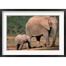 Paul Souders / Danita Delimont - South Africa, Addo Elephant NP, Baby Elephant (R791308-AEAEAGOFDM)