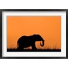 Alison Jones / Danita Delimont - Silhouette of Elephant at sunset, Masai Mara National Reserve, Kenya (R791317-AEAEAGOFDM)