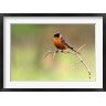 Maresa Pryor / Danita Delimont - Redbreasted Swallow, Hluhulwe, South Africa (R791322-AEAEAGOFDM)