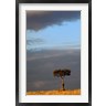 Adam Jones / Danita Delimont - Single Umbrella Thorn Acacia Tree at sunset, Masai Mara Game Reserve, Kenya (R791334-AEAEAGOFDM)