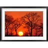 Lisa Hoffner / Danita Delimont - South Africa, Kruger NP, Trees silhouetted at sunset (R791493-AEAEAGOFDM)