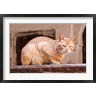 William Sutton / Danita Delimont - Stray Cat in Fes Medina, Morocco (R791637-AEAEAGOFDM)