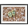 Ralph H. Bendjebar / Danita Delimont - Succulents, quartz, Cape Province, South Africa (R791639-AEAEAGOFDM)