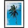 Alison Jones / Danita Delimont - Tanzania: Zanzibar, curly-que trunk of palm tree inland (R791658-AEAEAGOFDM)