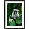 Alison Jones / Danita Delimont - Tanzania: Zanzibar, Jozani NP, red colobus monkey (R791659-AEAEAGOFDM)