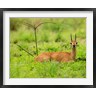 Maresa Pryor / Danita Delimont - Steenbok buck, Mkuze Game Reserve, South Africa (R791673-AEAEAGOFDM)